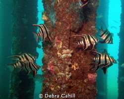 Schooling Old Wife Rapid Bay Jetty Rapid  South Australia by Debra Cahill 